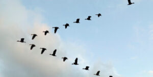 Flock of White-faced Whistling ducks flying in 'V' formation